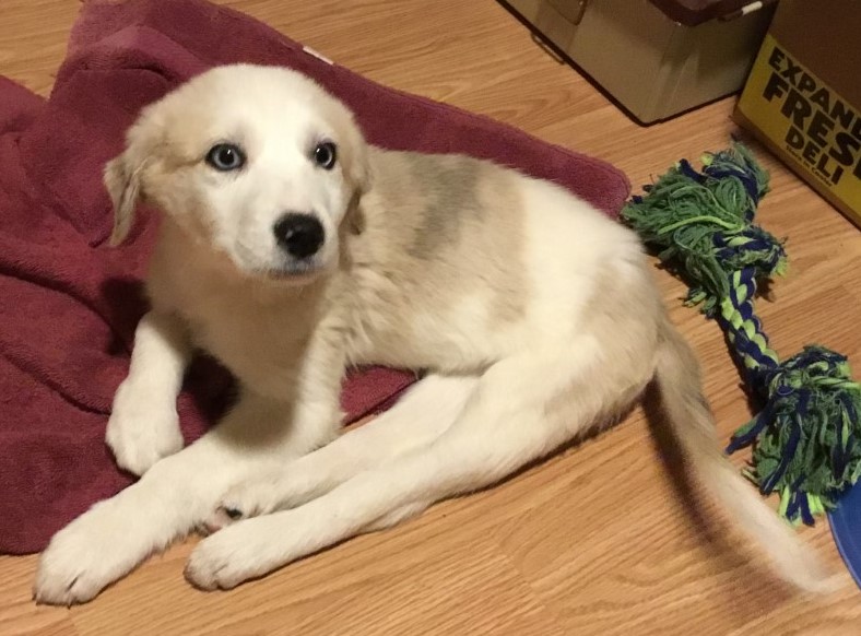 Mini Mutts Animal Rescue Saving animals from euthanasia