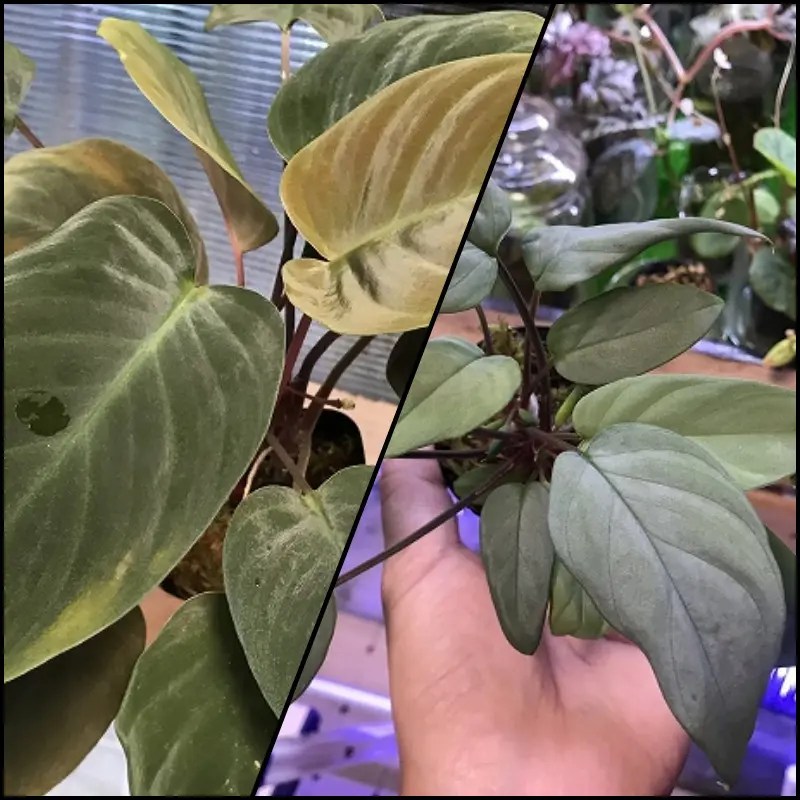 Homalomena Rec67 K0919f1 KZT PLANTS