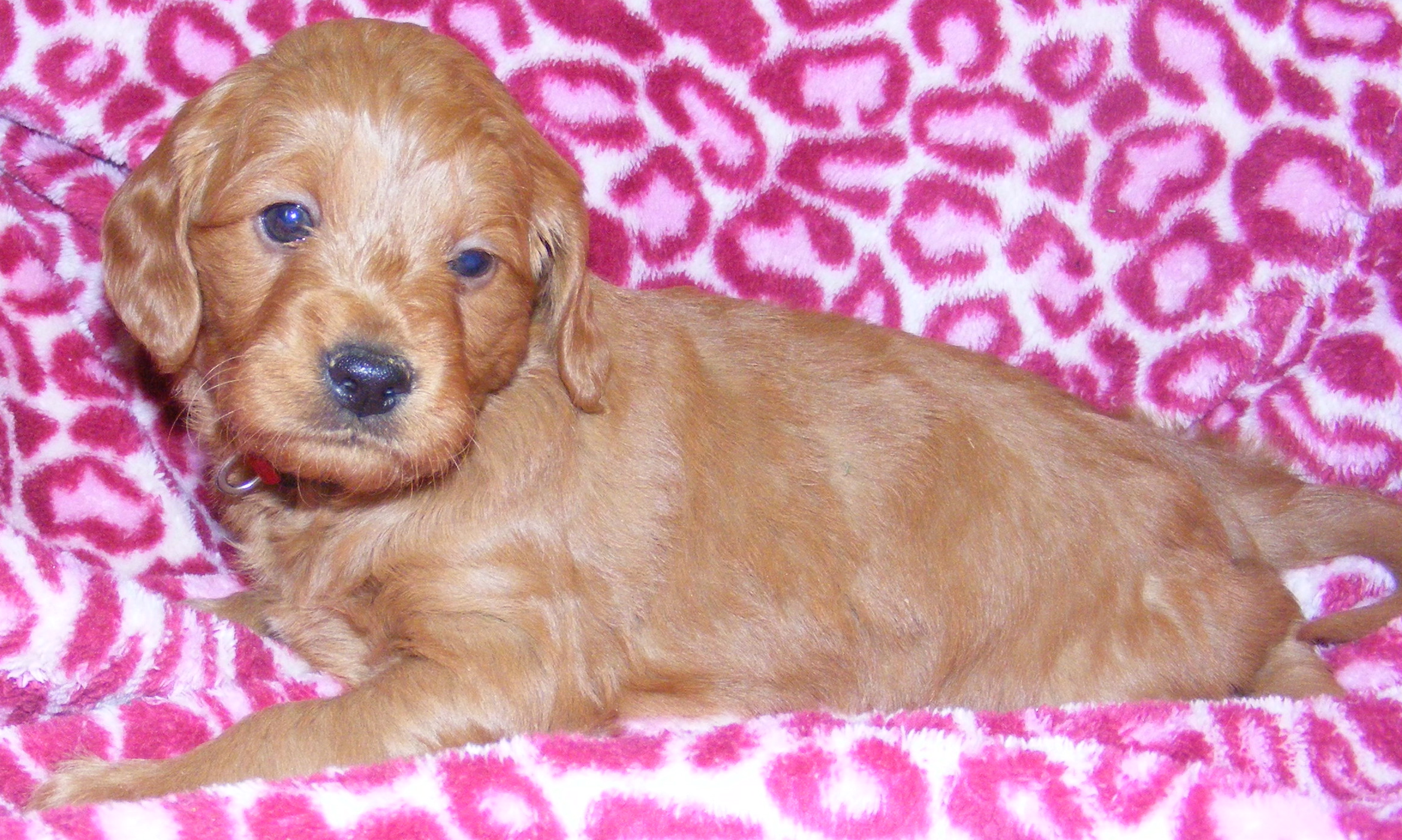 DSCF4707 Breeders of Quality Miniature Goldendoodles