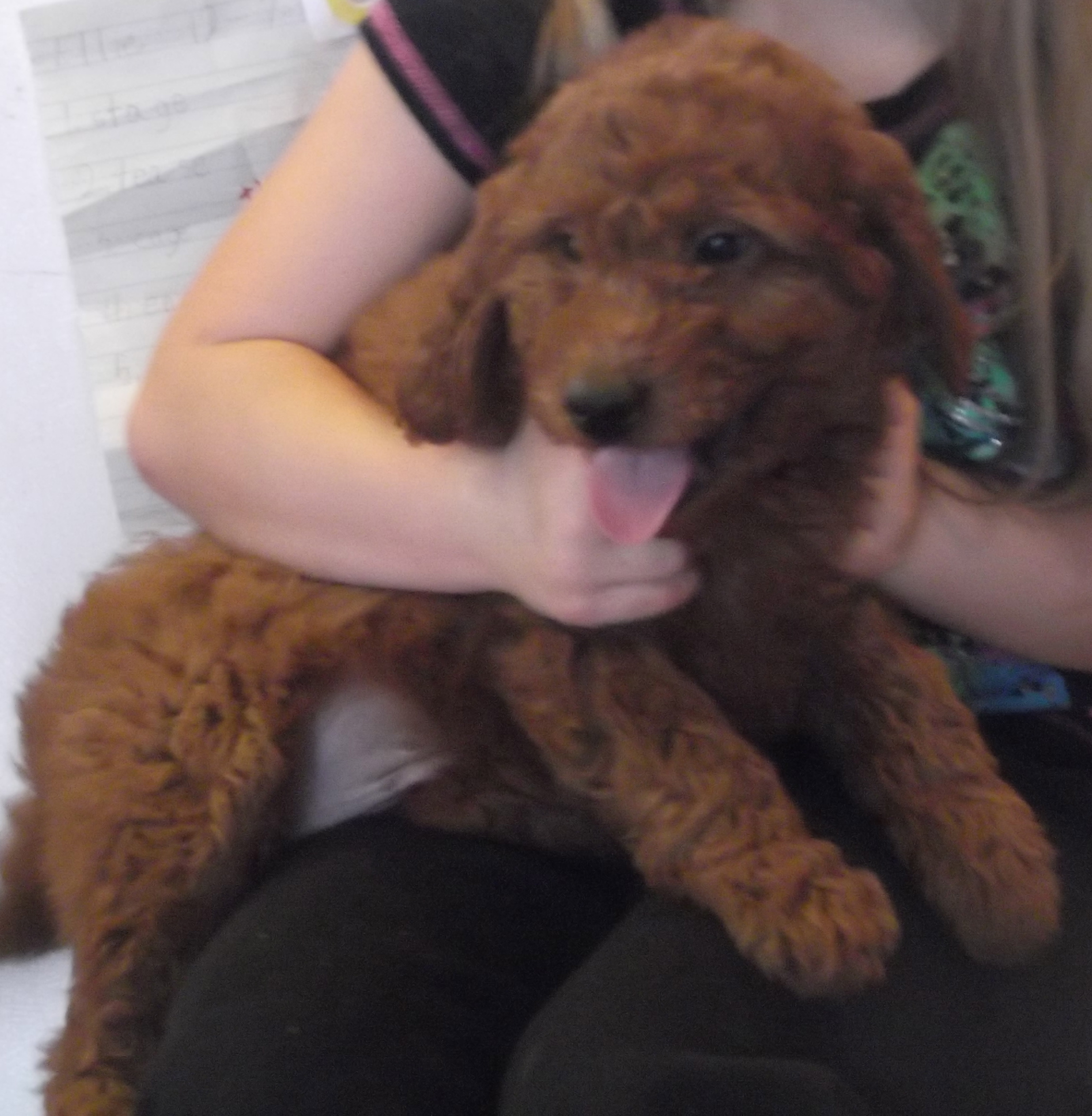 DSCF7133 Breeders of Quality Miniature Goldendoodles