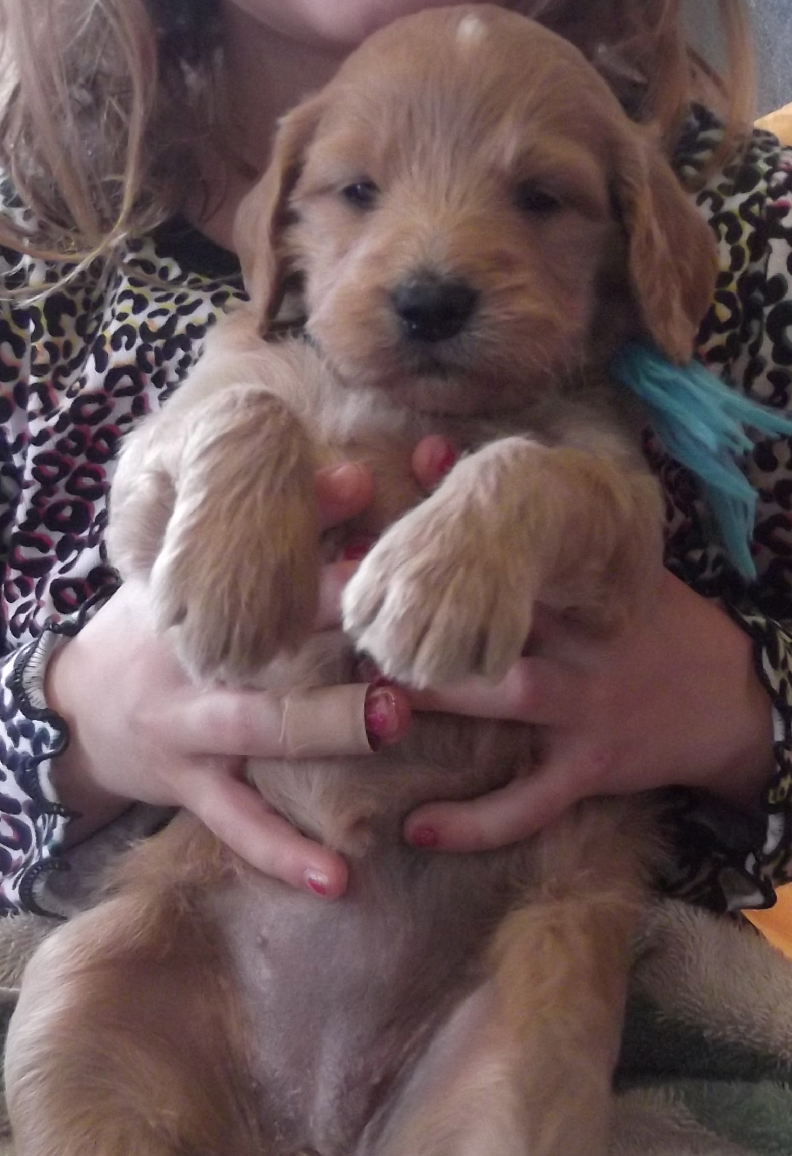 DSCF7361 Breeders of Quality Miniature Goldendoodles