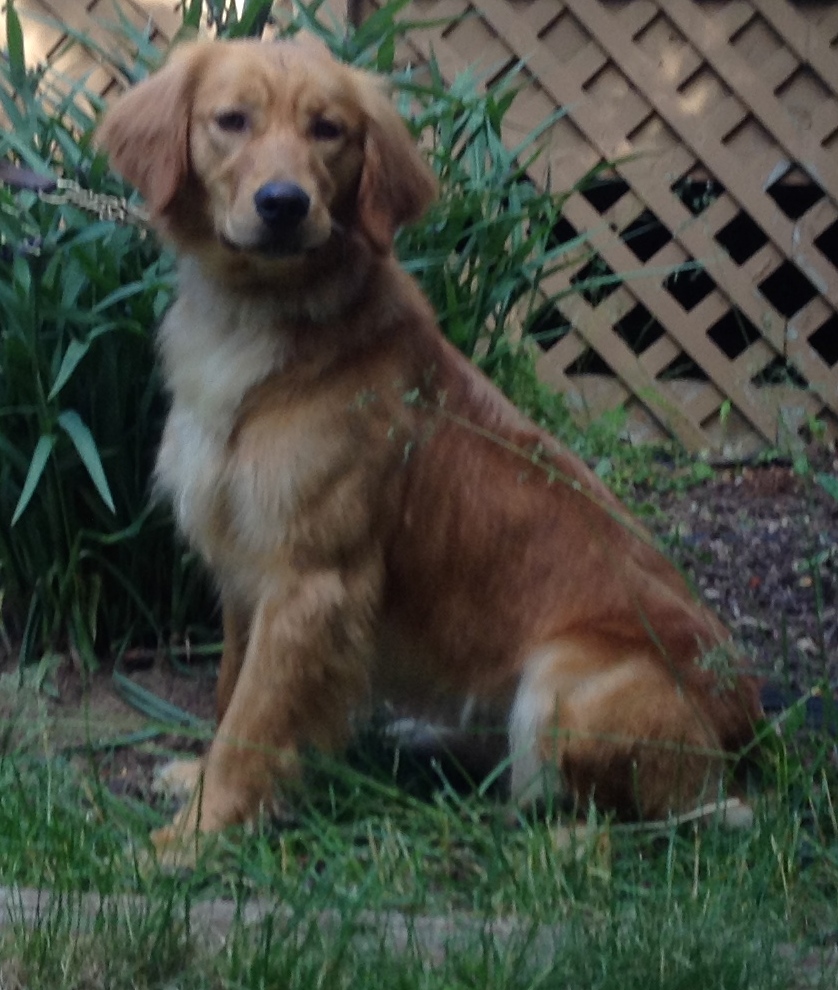 Xterra Willow of the Wisps AKC Golden Retriever Miniature Goldendoodle