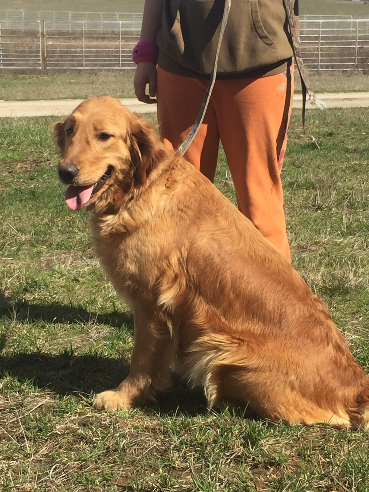 Meet The Parents Miniature Goldendoodle Breeders in