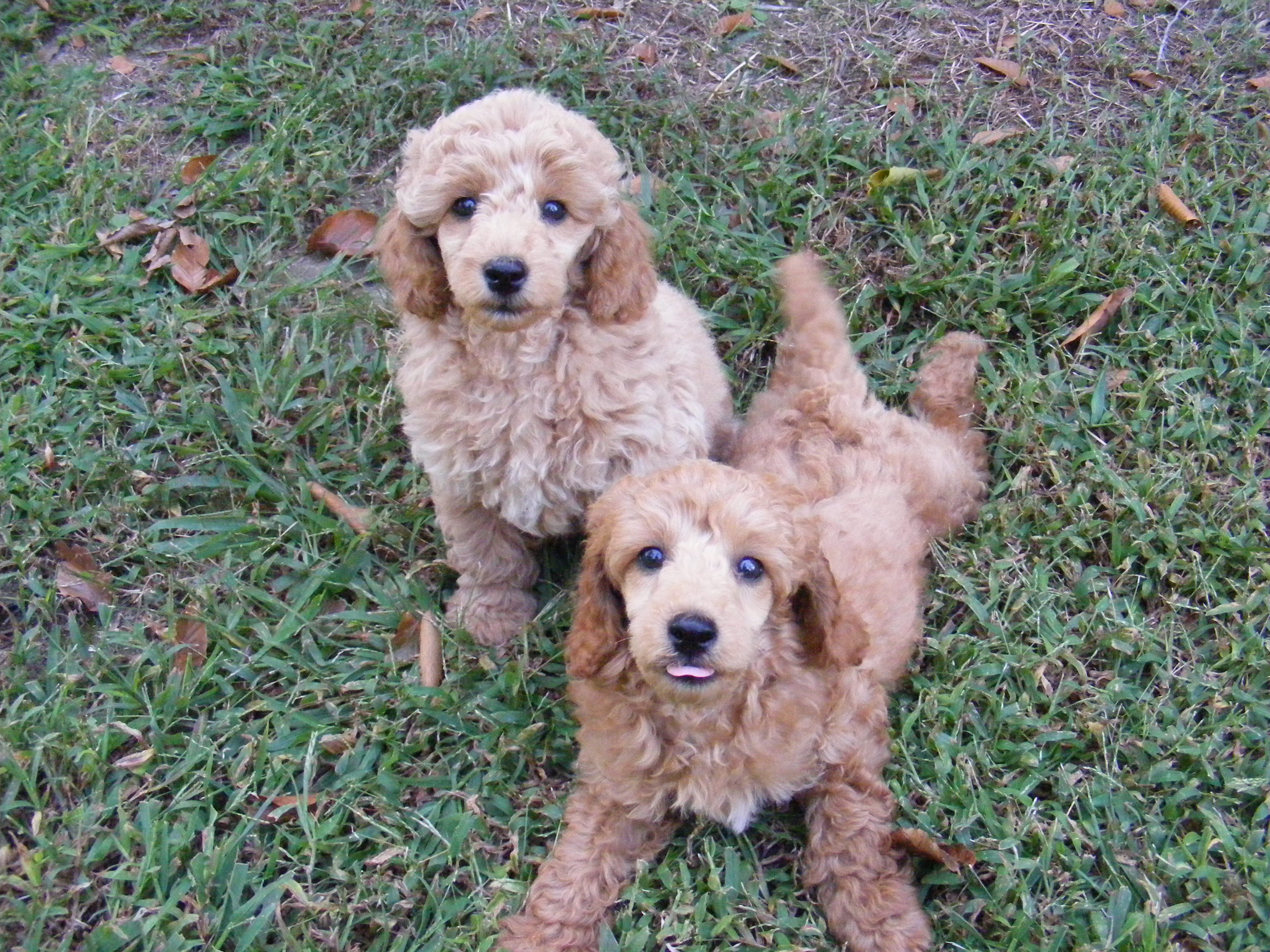 NC Miniature Poodle Breeders AKC Registered Mini Poodle Puppies at