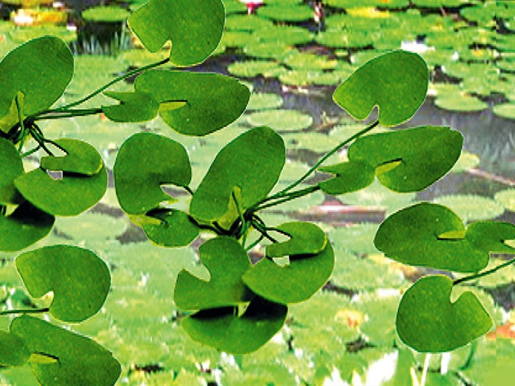 Lily Pads SceneryProducts