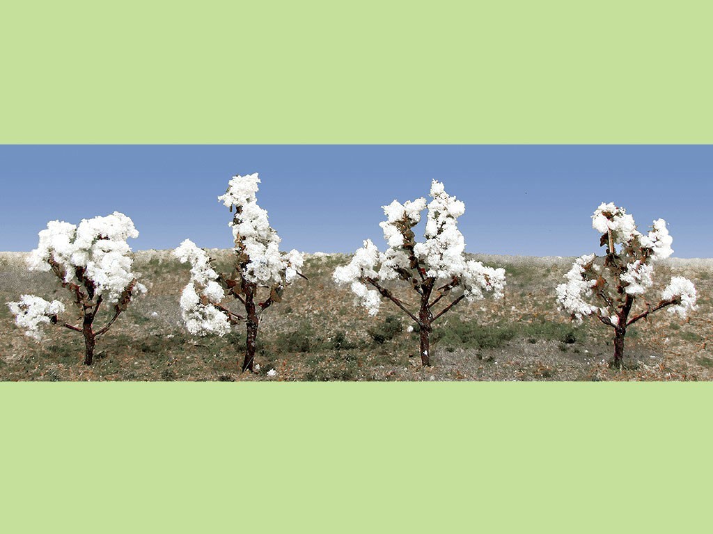 Cotton Plants SceneryProducts