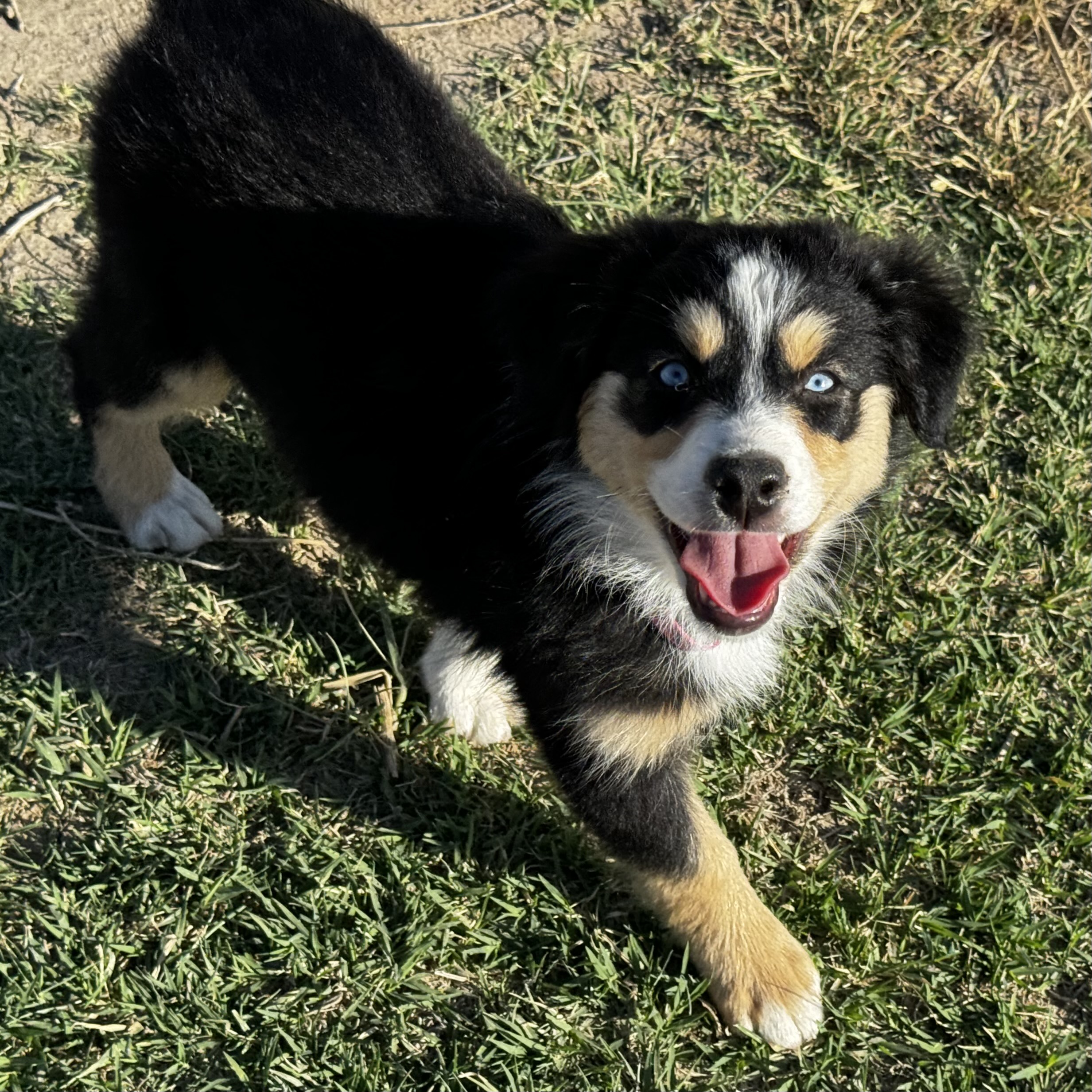Available Puppies Mini Aussies in Colorado