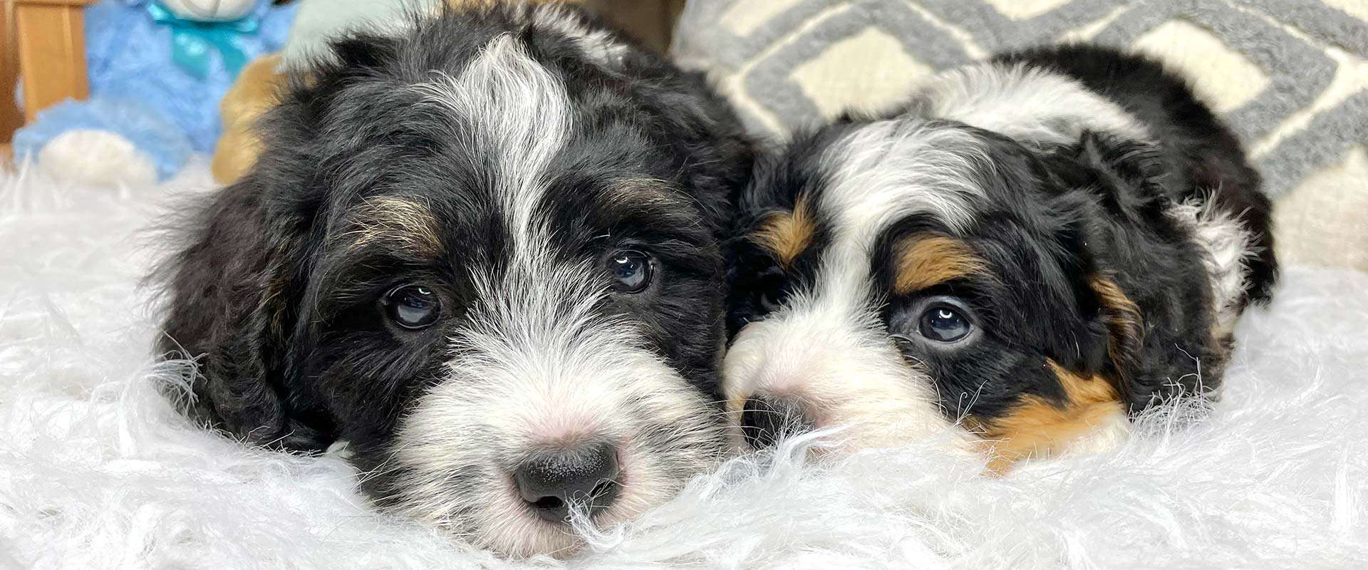 Premier Mini Bernedoodle Breeder in Central Ohio Mini Bubblebath