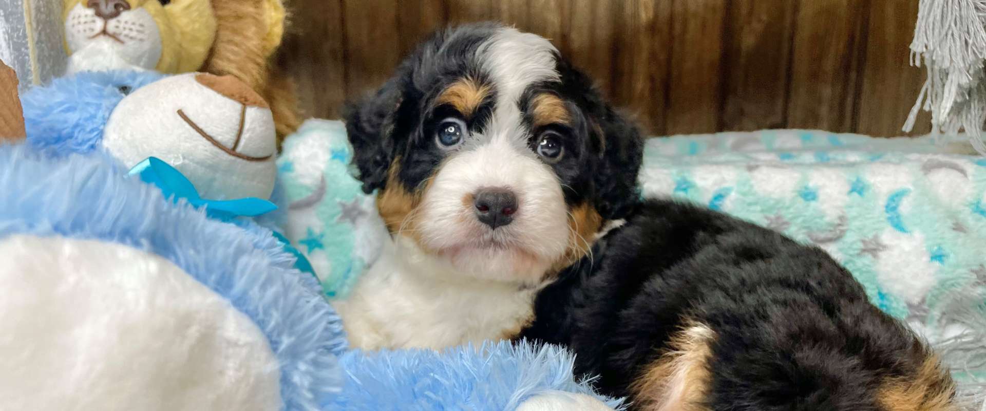 Premier Mini Bernedoodle Breeder in Central Ohio Mini Bubblebath