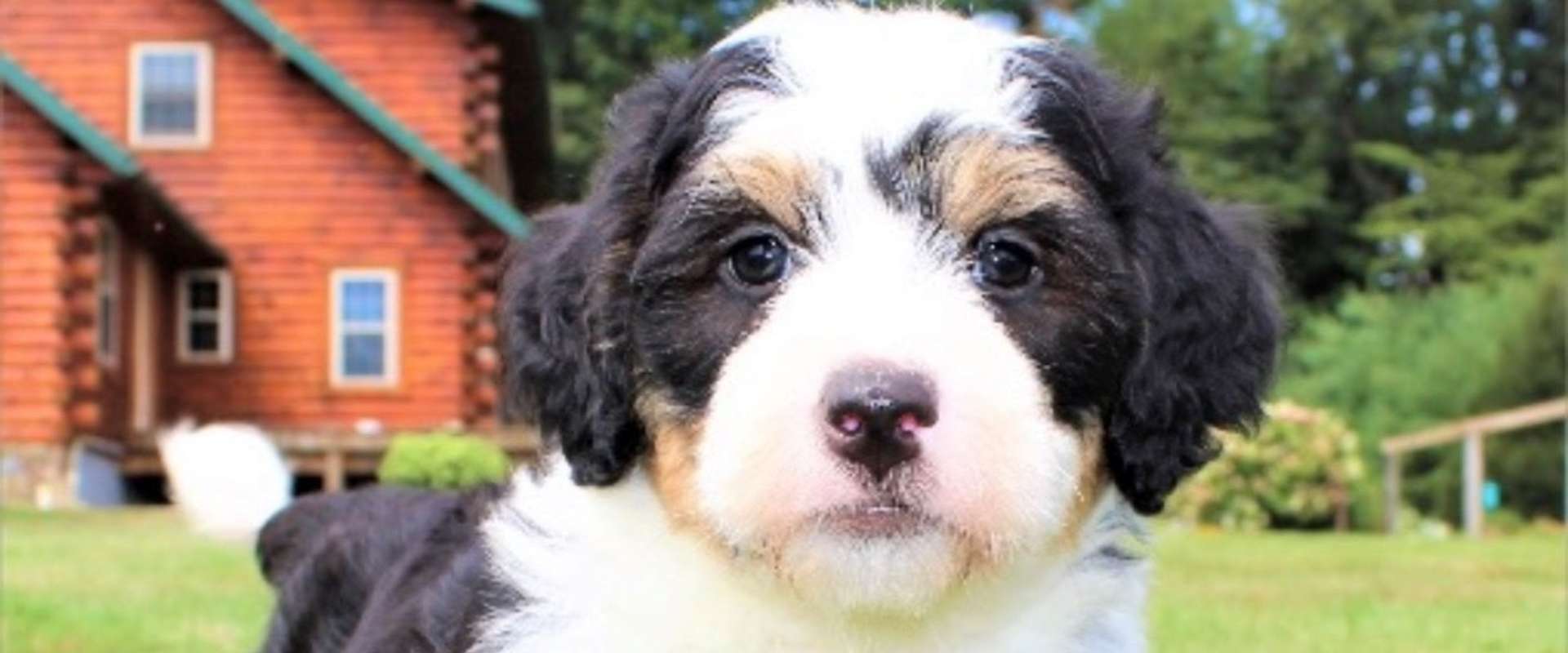Premier Mini Bernedoodle Breeder in Central Ohio Mini Bubblebath