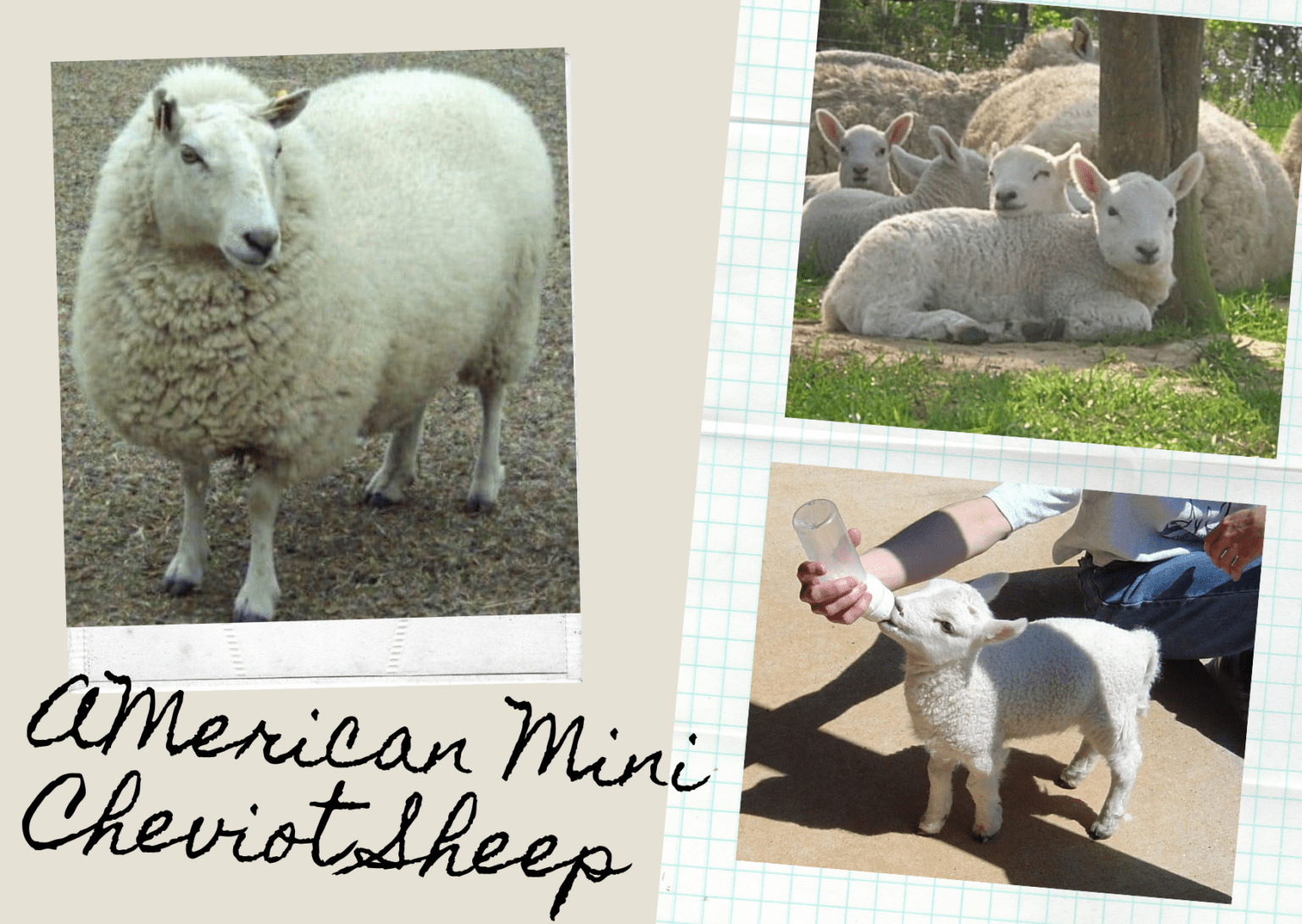 The American Miniature Cheviot Sheep Breeders