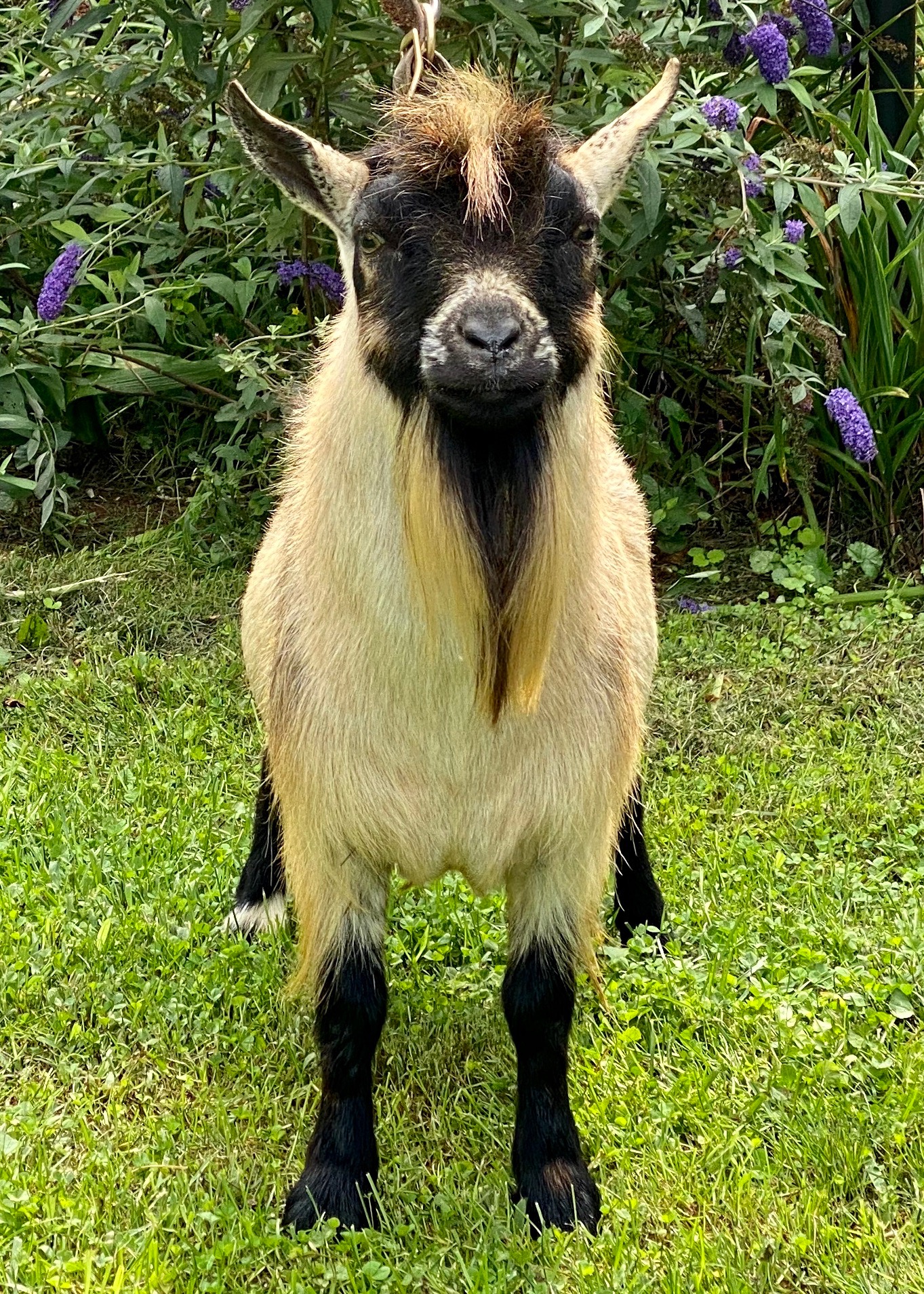 Bannerfield Farm Harvest Moon Terra Bella Ranch