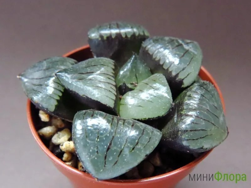 Хавортия (Haworthia) 'Crystal Ball'