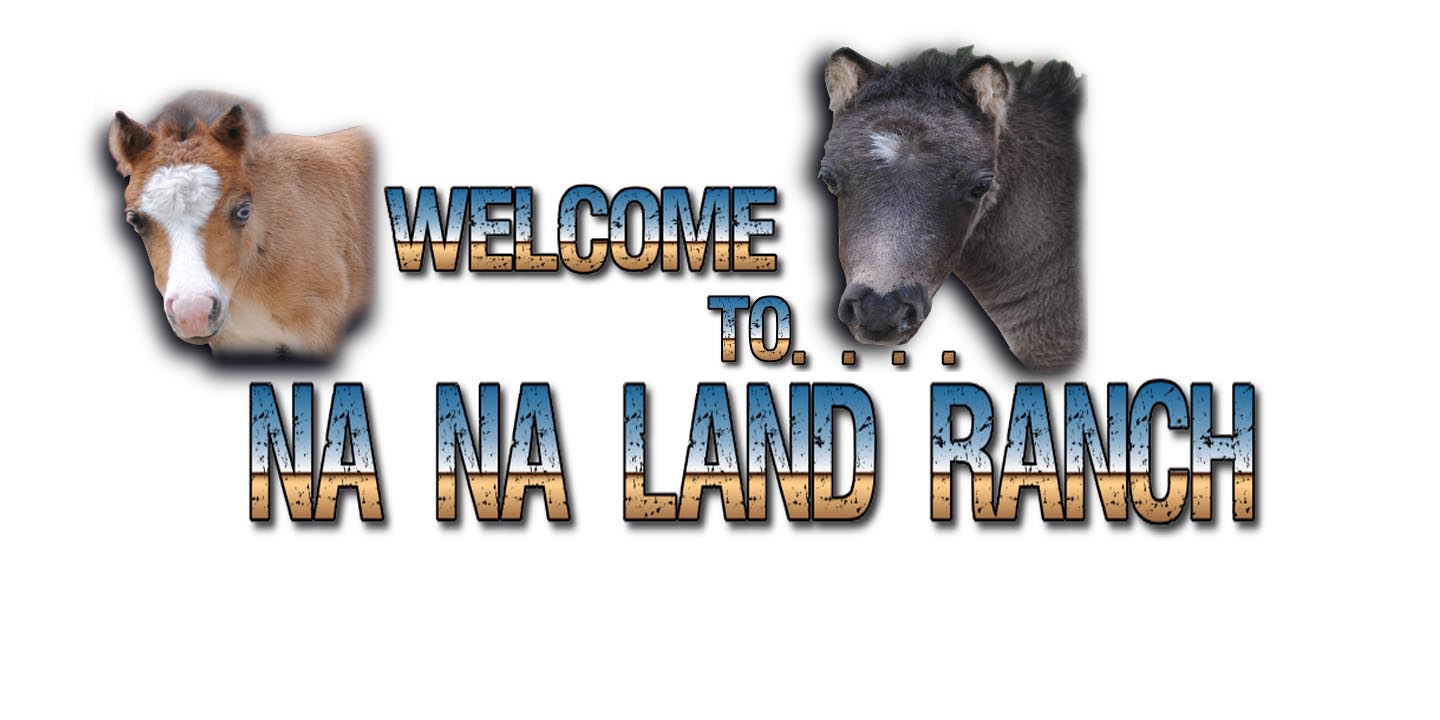 little horse, horse, horses for sale, tiny horse, Tiny mini, mini horse, teacup horses