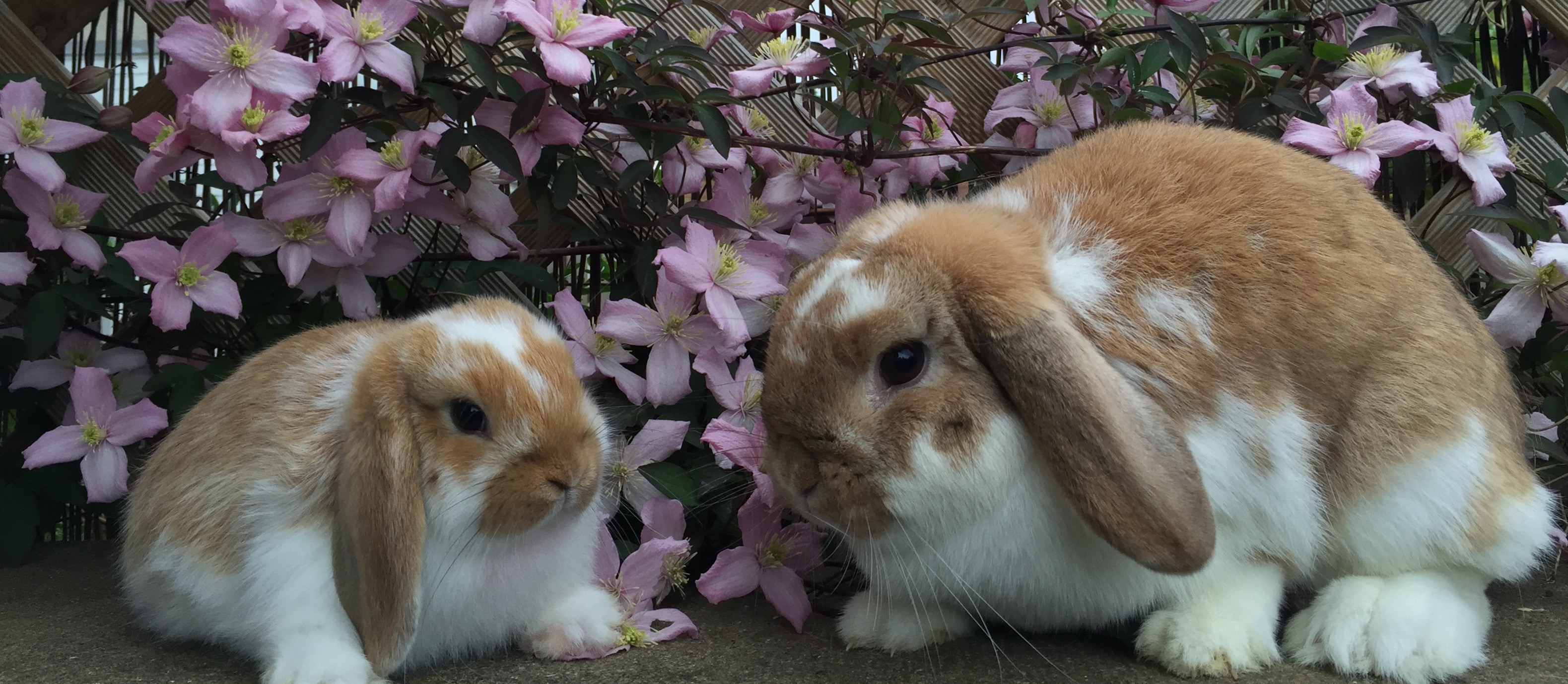 Mini Lops Scotland Breeder of Mini Lops and Dwarf Lops in Edinburgh