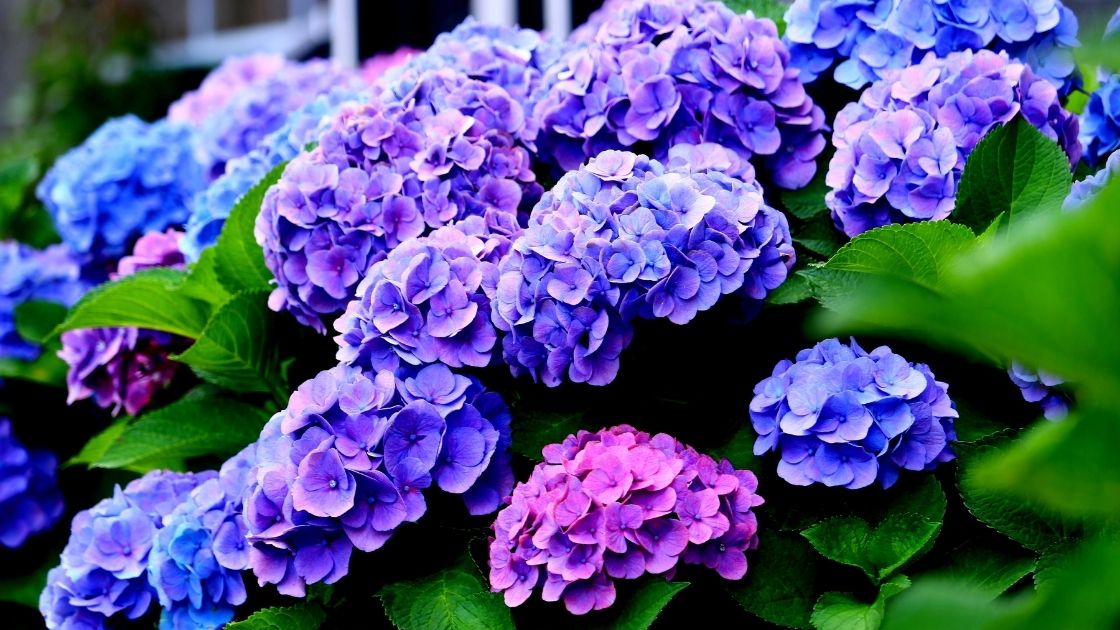 Are Hydrangeas Poisonous to Cats? MiniMe Pet