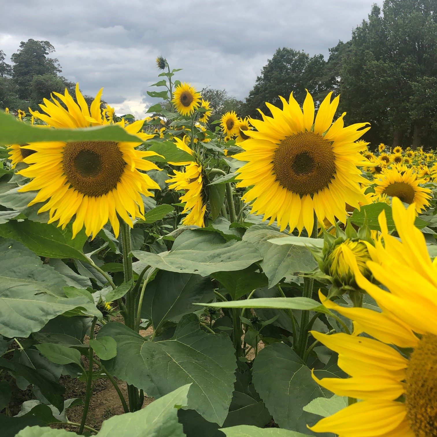 Pick Your Own Sunflowers at Tulleys Farm Mini Moo Life