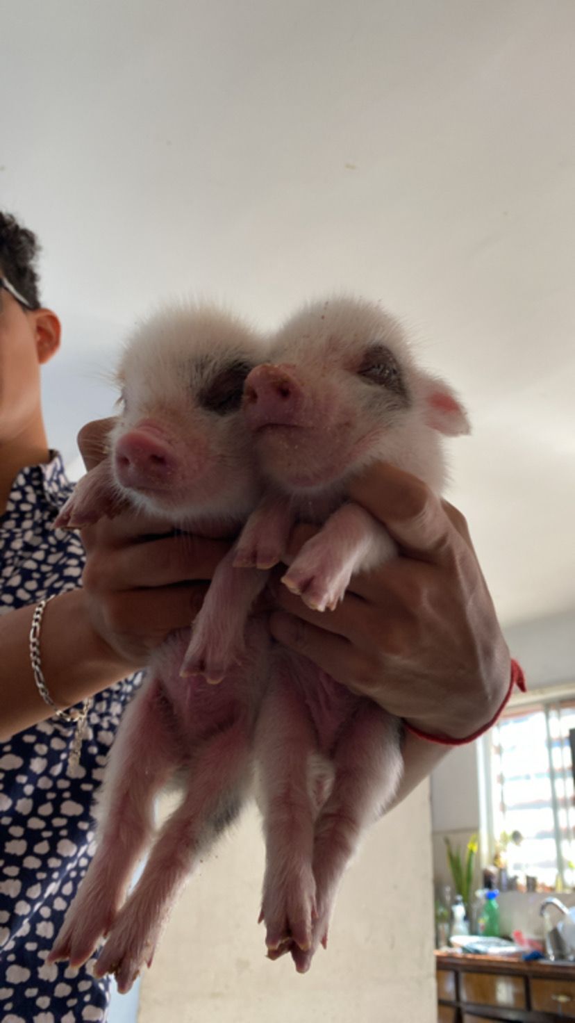 Mini pig en venta Mini Pig Mexico