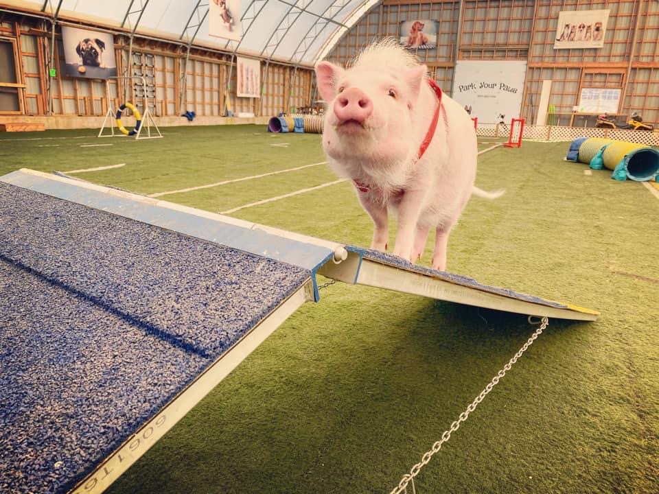 Mini Pig Training