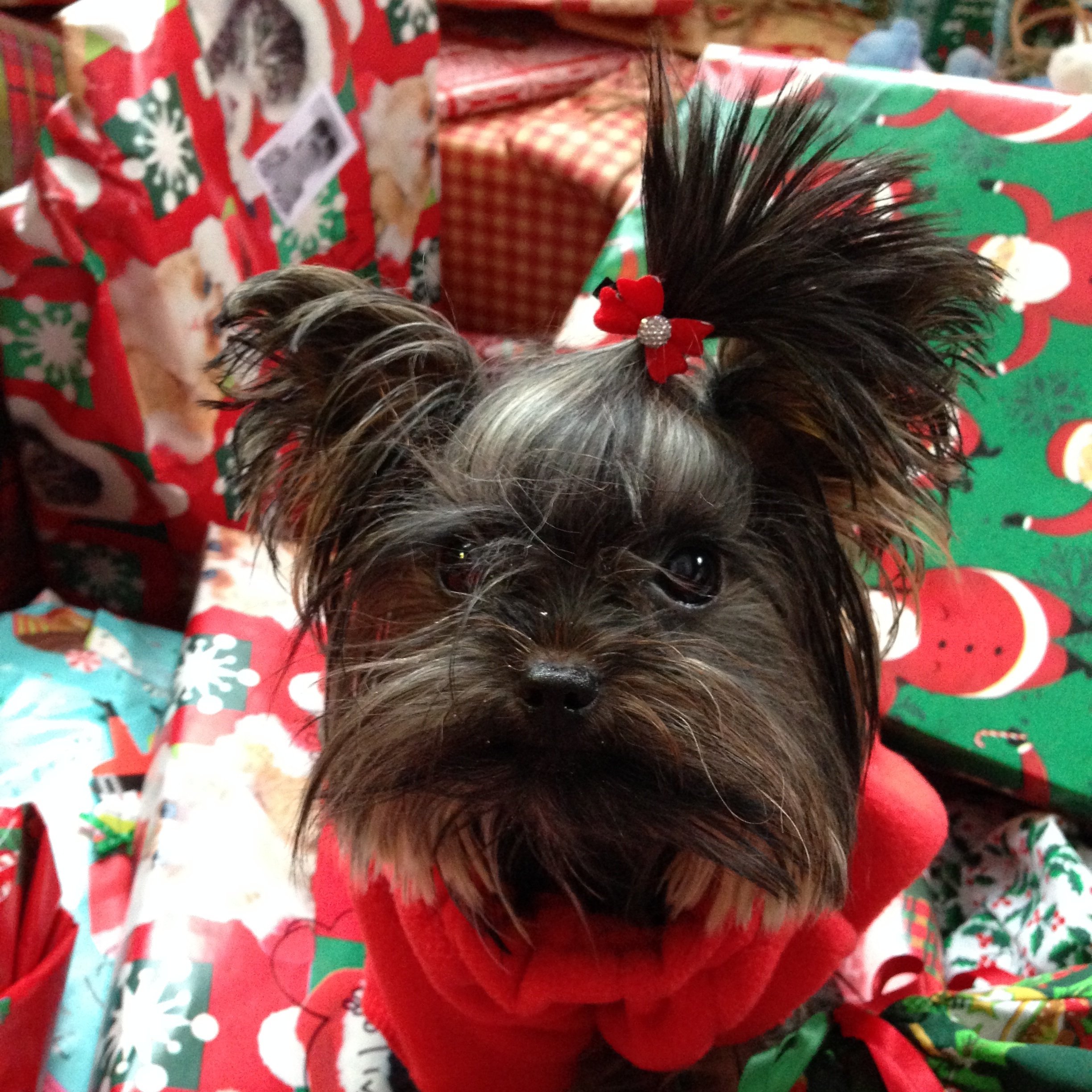 Dogs, Puppies, Mini Pups, Teacup Pups for Sale Toronto, GTA