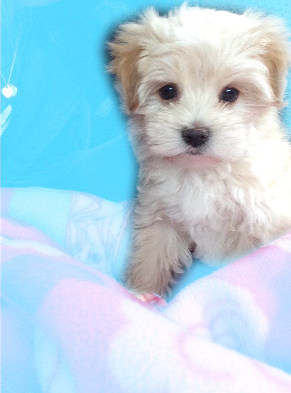 Dogs, Puppies, Mini Pups, Teacup Pups for Sale Toronto, GTA Gallery