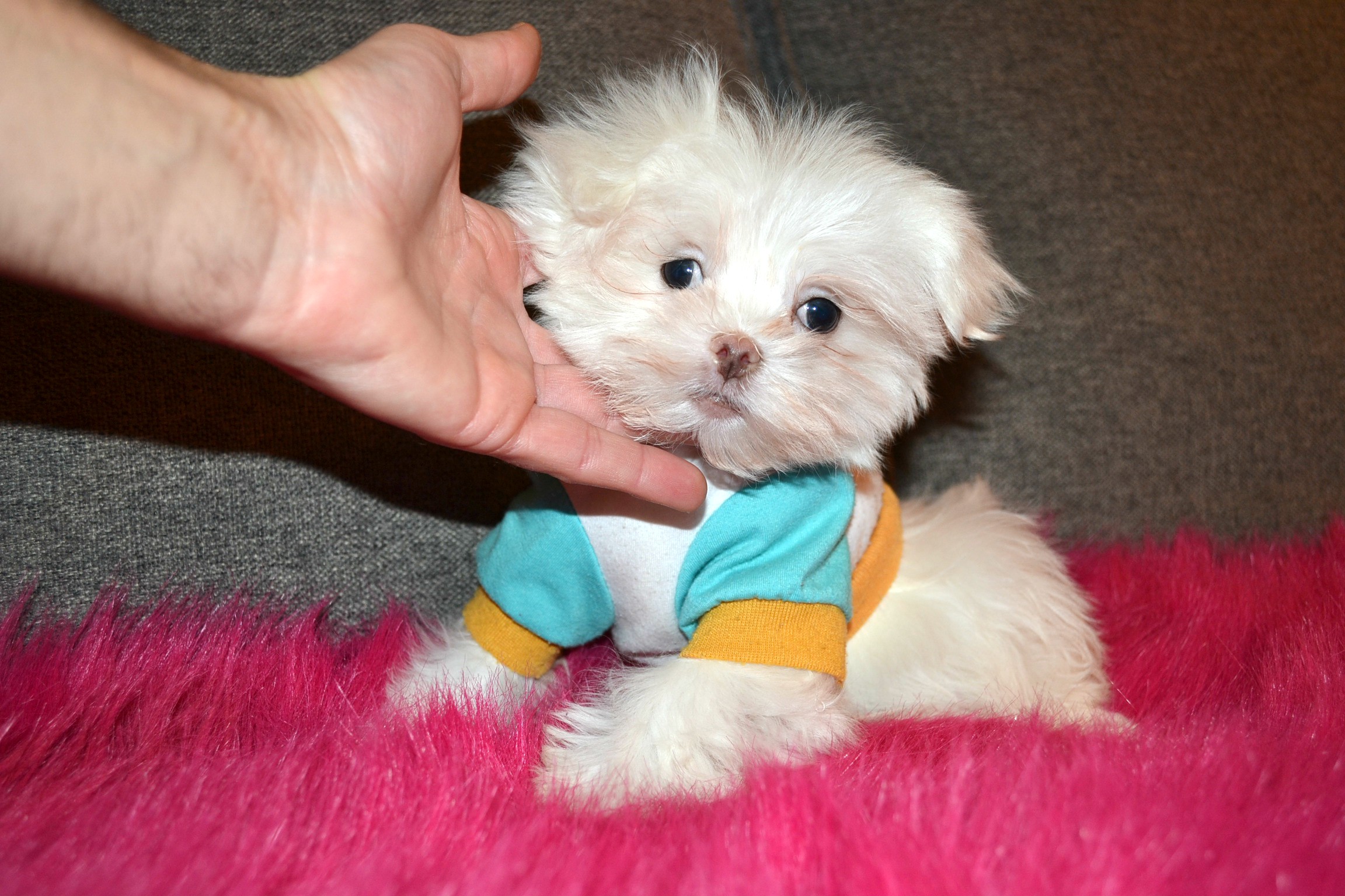 Puppies for Sale Morkies, Maltese, Yorktese, Malshi, Teacup Pups