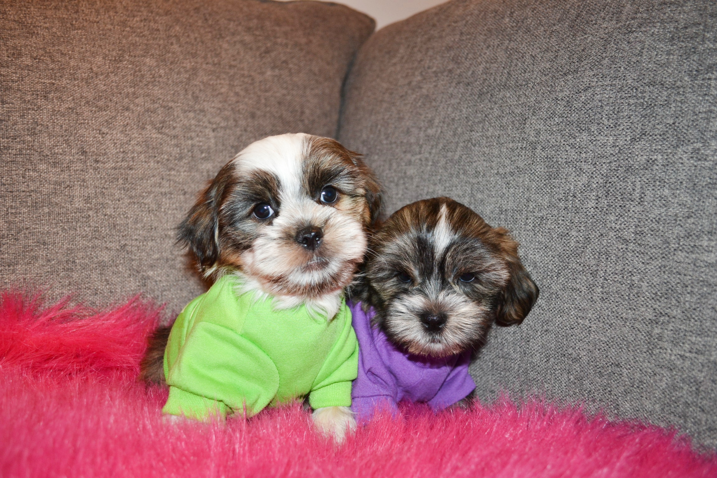 Dogs, Puppies, Mini Pups, Teacup Pups for Sale Toronto, GTA