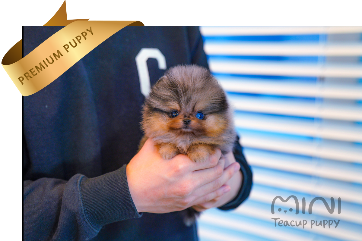 DIVA(SOLD) Mini Teacup Puppy