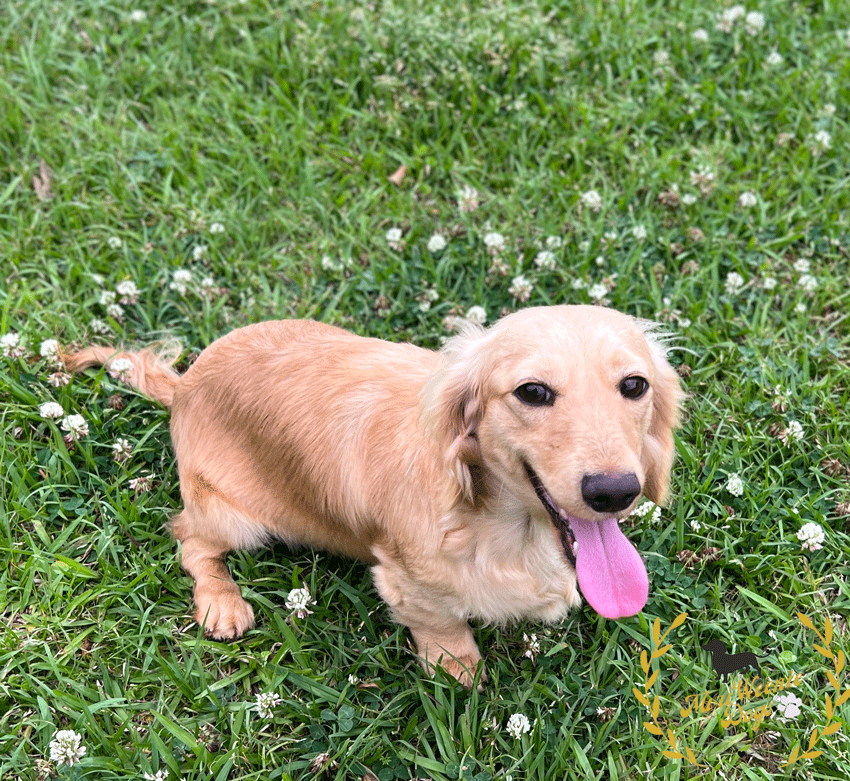 Healthy Cream Long Haired Dachshund Puppies Available For Adoption