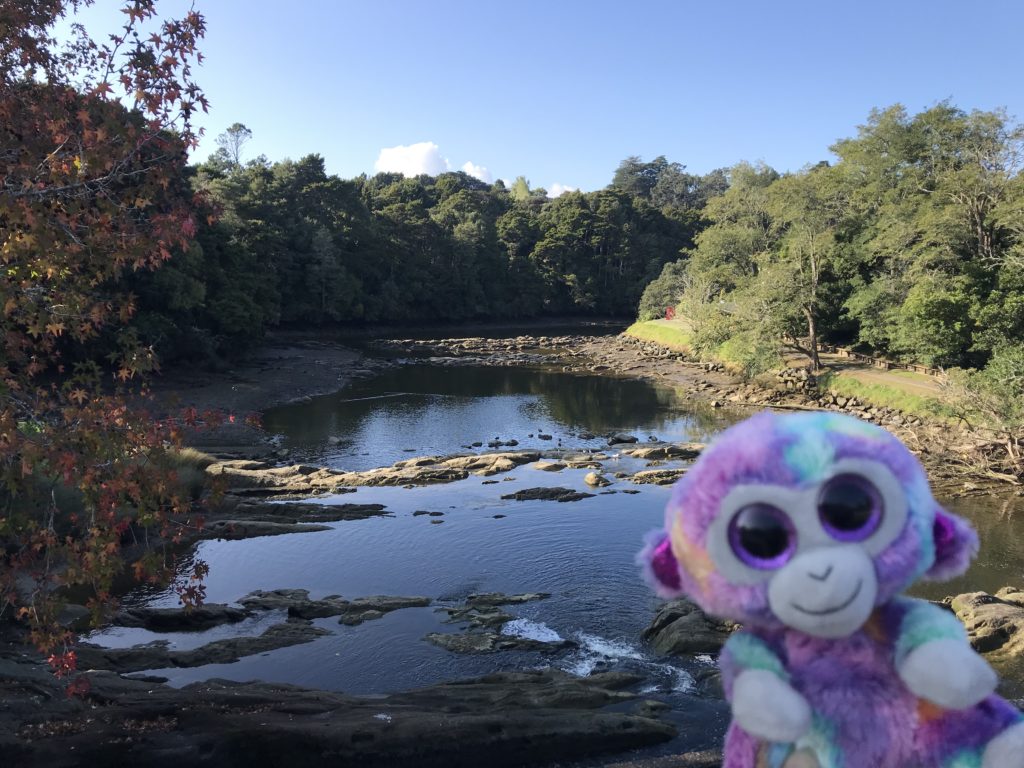 Warkworth, Auckland, New Zealand Minky's Day Out