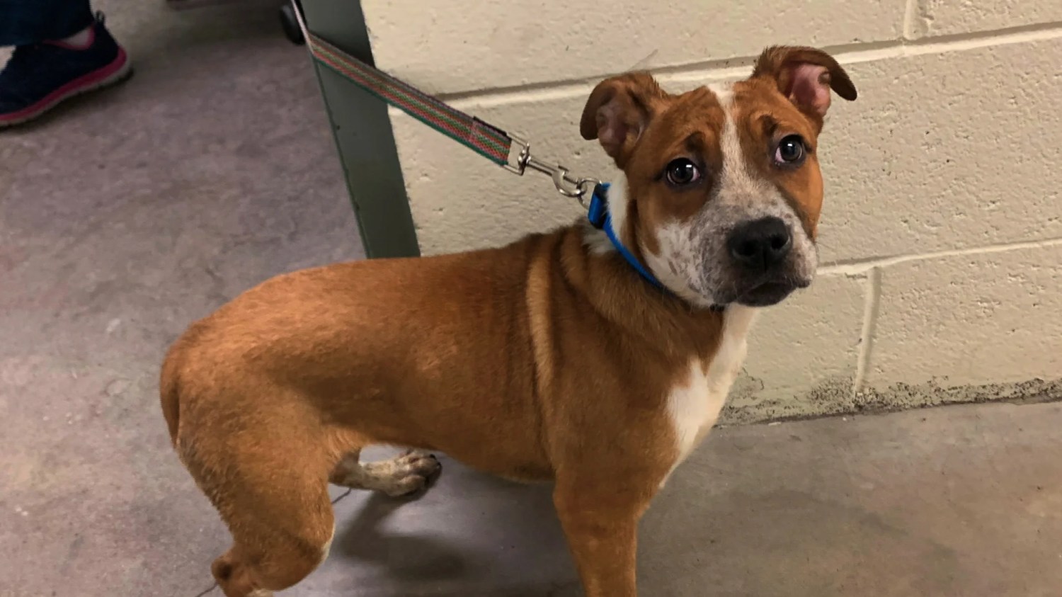 Dog Up For Adoption Snatched From St. Paul Animal Humane Society WCCO