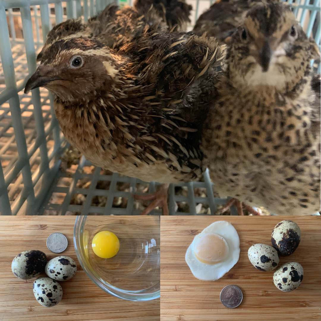 Quail Minnesota Grown