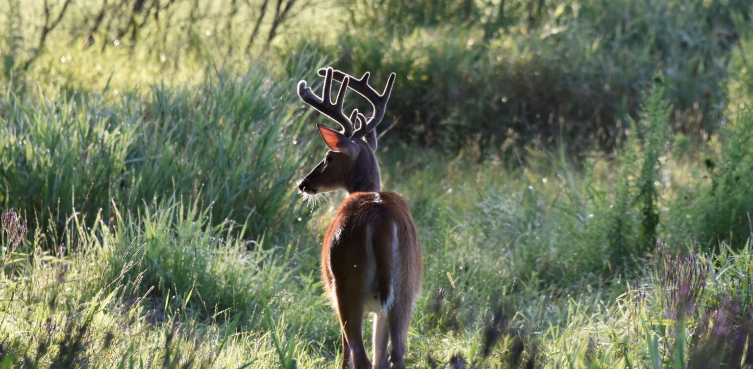 The Topline Minnesota's earthquake capital • Minnesota Reformer