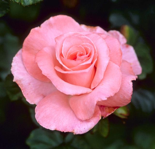 Beginner’s Rose List « Minnesota Rose Society
