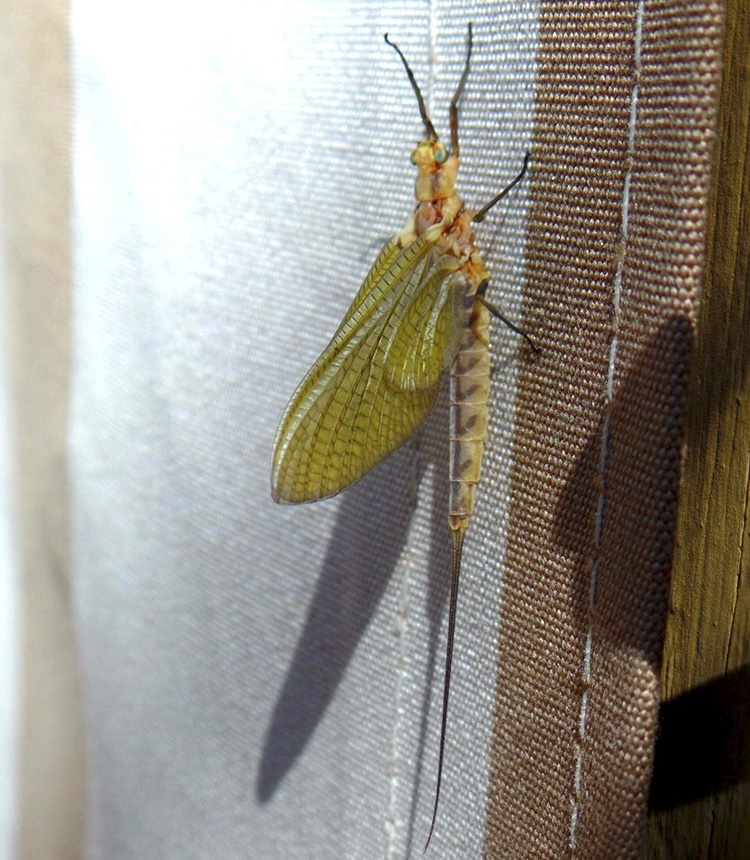 Minnesota Seasons giant mayfly