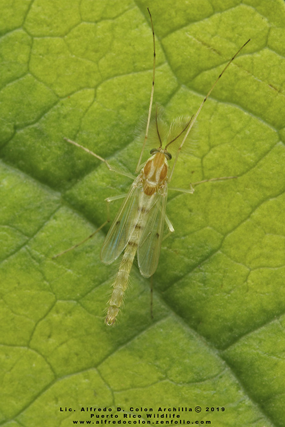 Minnesota Seasons nonbiting midge (Chironomus spp.)