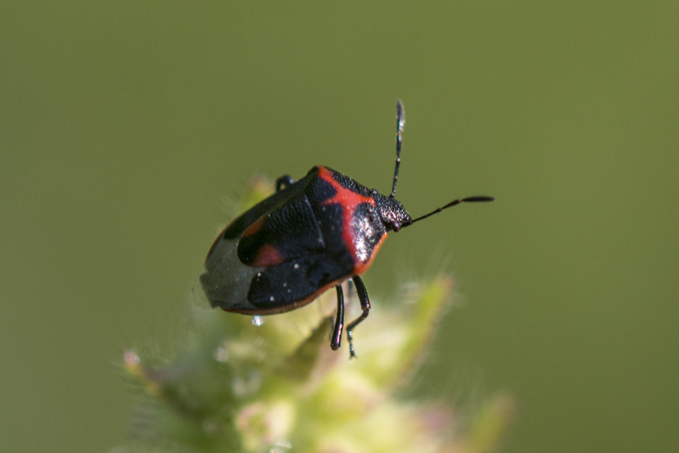 Minnesota Seasons twicestabbed stink bug