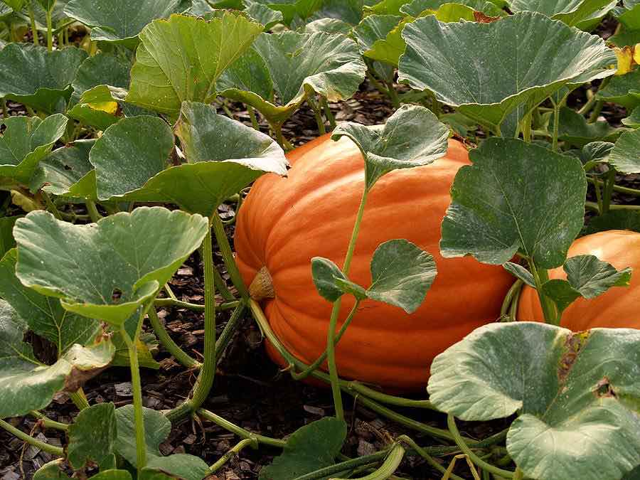 11 Types of Pumpkins You Can Grow In Your Backyard Orchards