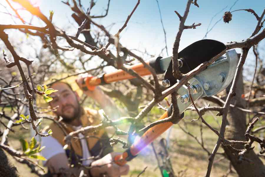 How to Prune a Plum Tree Minneopa Orchards