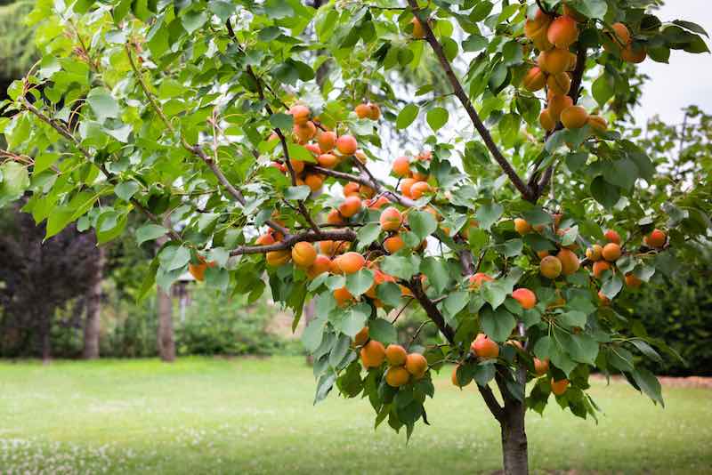 Growing Apricot Trees At Home How To Grow and Care For Apricot Trees