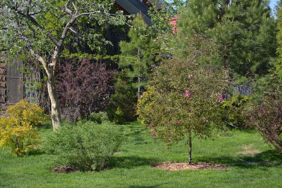 All About The Pixie Crunch Apple Orchards