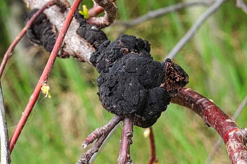 Plum Tree Diseases What to Watch for and How to Protect Your Plum