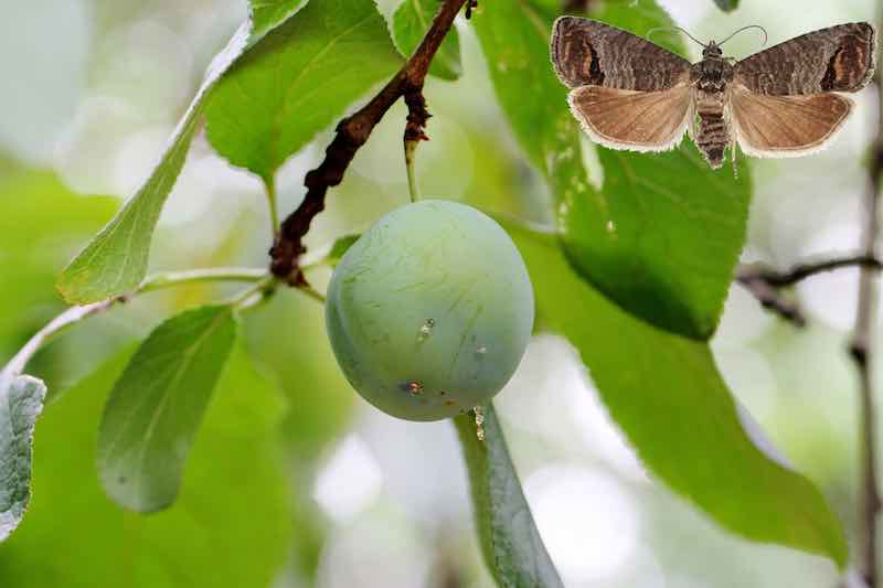 When To Spray Apple Trees Minneopa Orchards