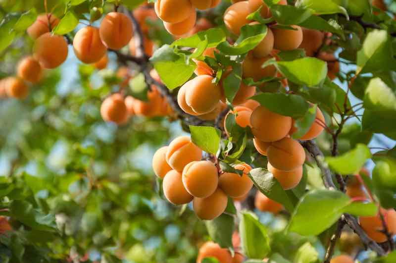 Apricots Season In Australia at Perry Polk blog
