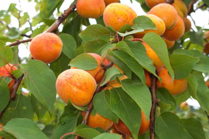 The Katy Apricot Tree & Delicious Katy Apricots Minneopa Orchards