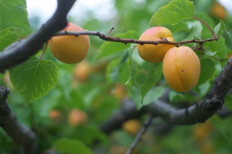 The Tilton Apricot Tree Minneopa Orchards