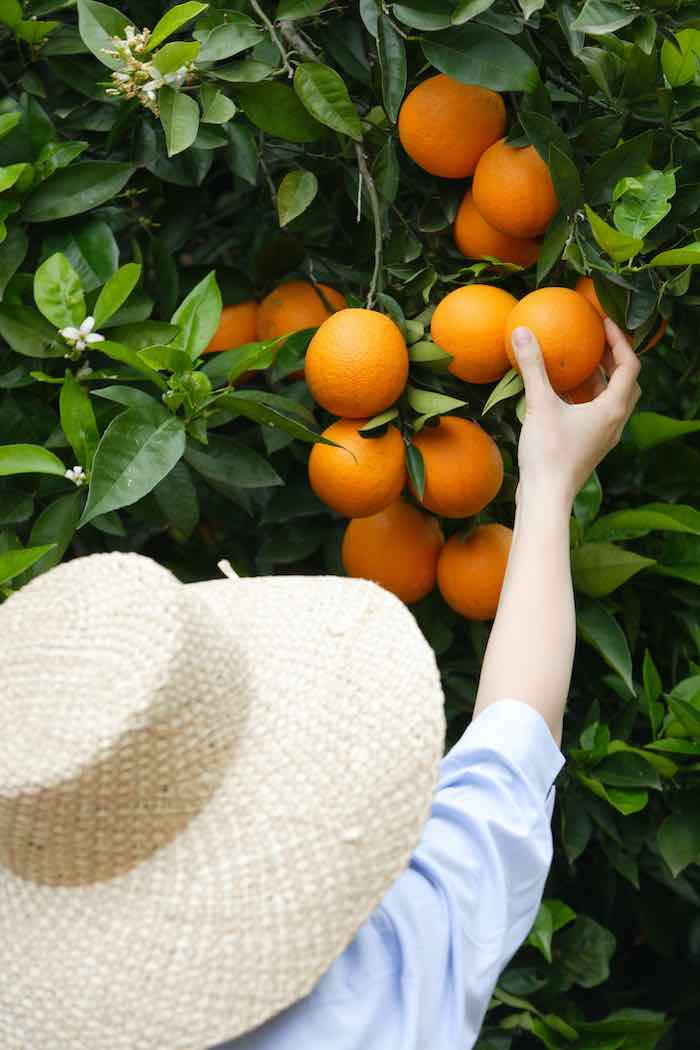 The Summer Favorite Valencia Orange Tree Minneopa Orchards