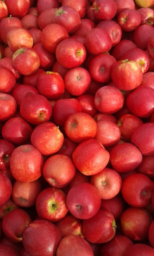 The First Kiss Apple Tree Orchards