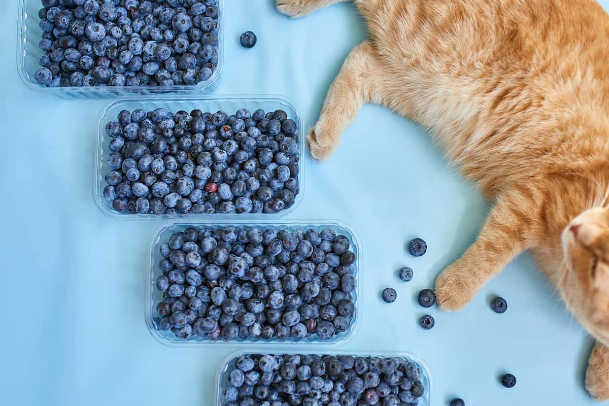 Can Cats Eat Blueberries? Minneopa Orchards