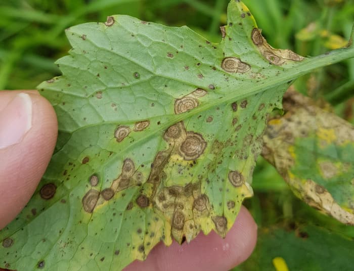 10 Common Blueberry Bush Diseases Minneopa Orchards